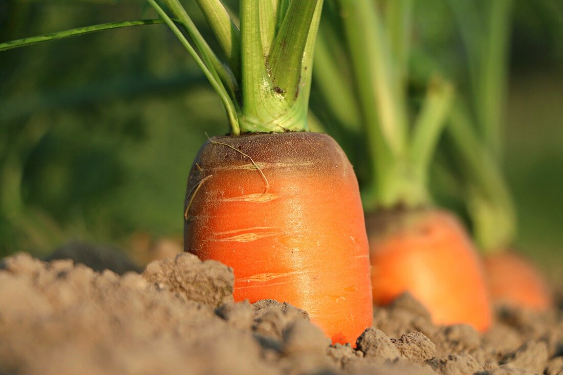 Carrots sprouting from a garden